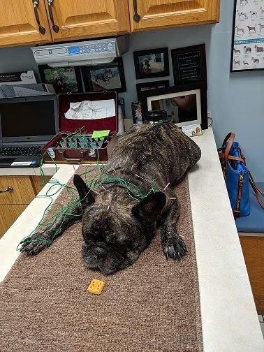 french bull dog getting acupuncture at mvs animal clinic