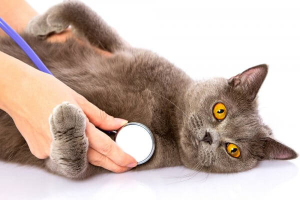 vet listening to a british cat's heart with a stethoscope
