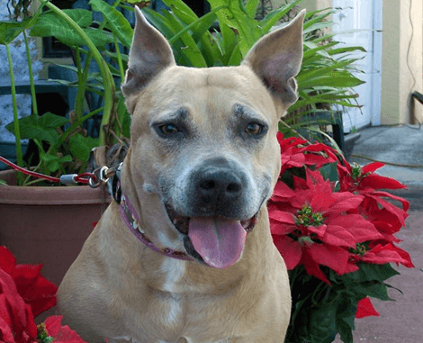 beautiful pitbull outside by poinsettias
