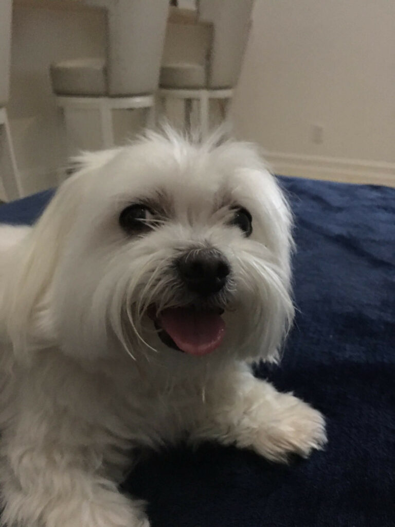 white dog laying on a blue blanket
