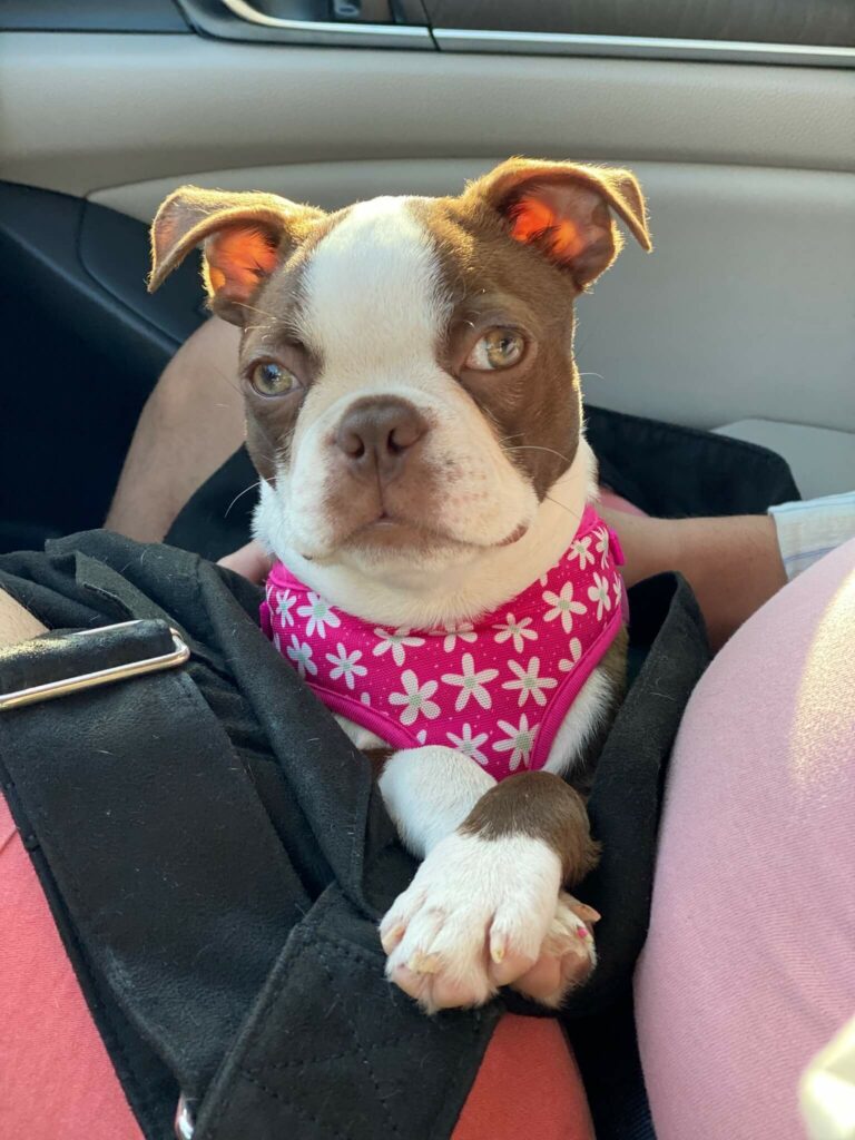 June Pet of the Month “Demi”