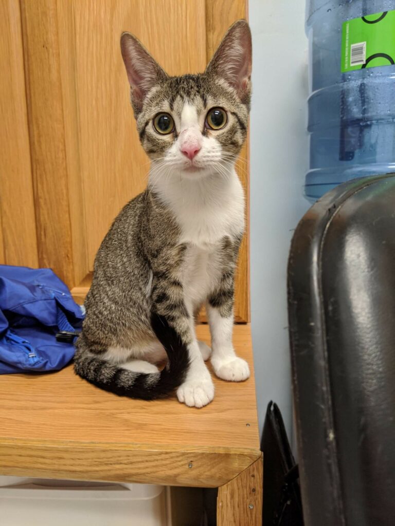 August Pet of the Month “Opal”