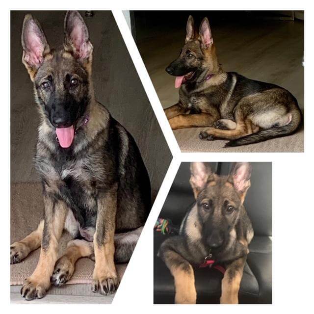 Pet of the Month of September “Sheba”