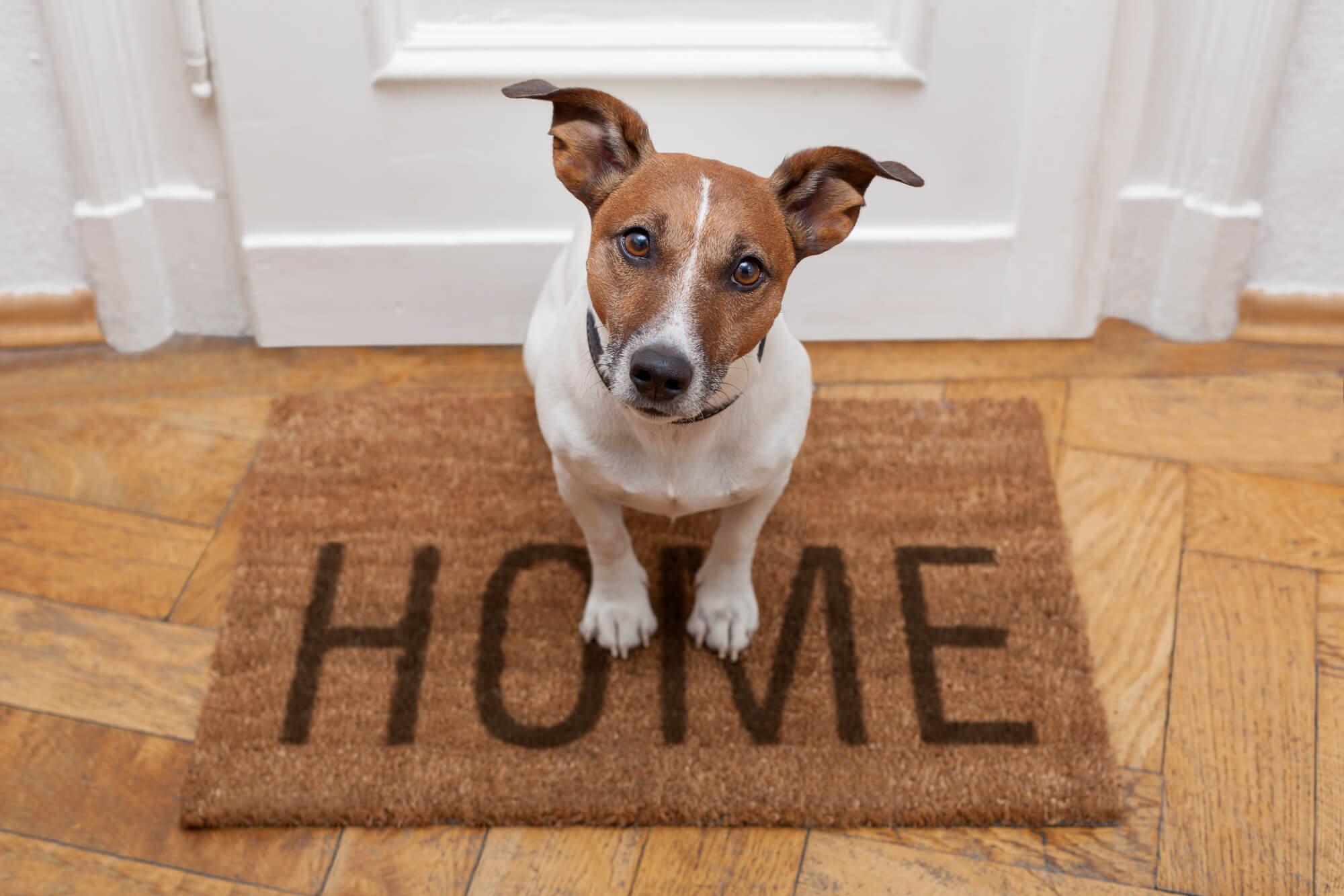 A dog sitting on a welcome mat. Pets bring health benefits to their owners.