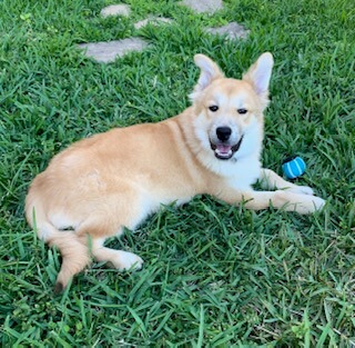 Pet of the Month of October  “Louie”