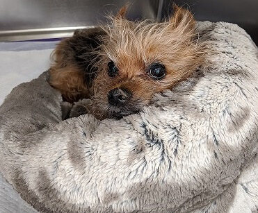 Pet of the Month of November “Charlie”