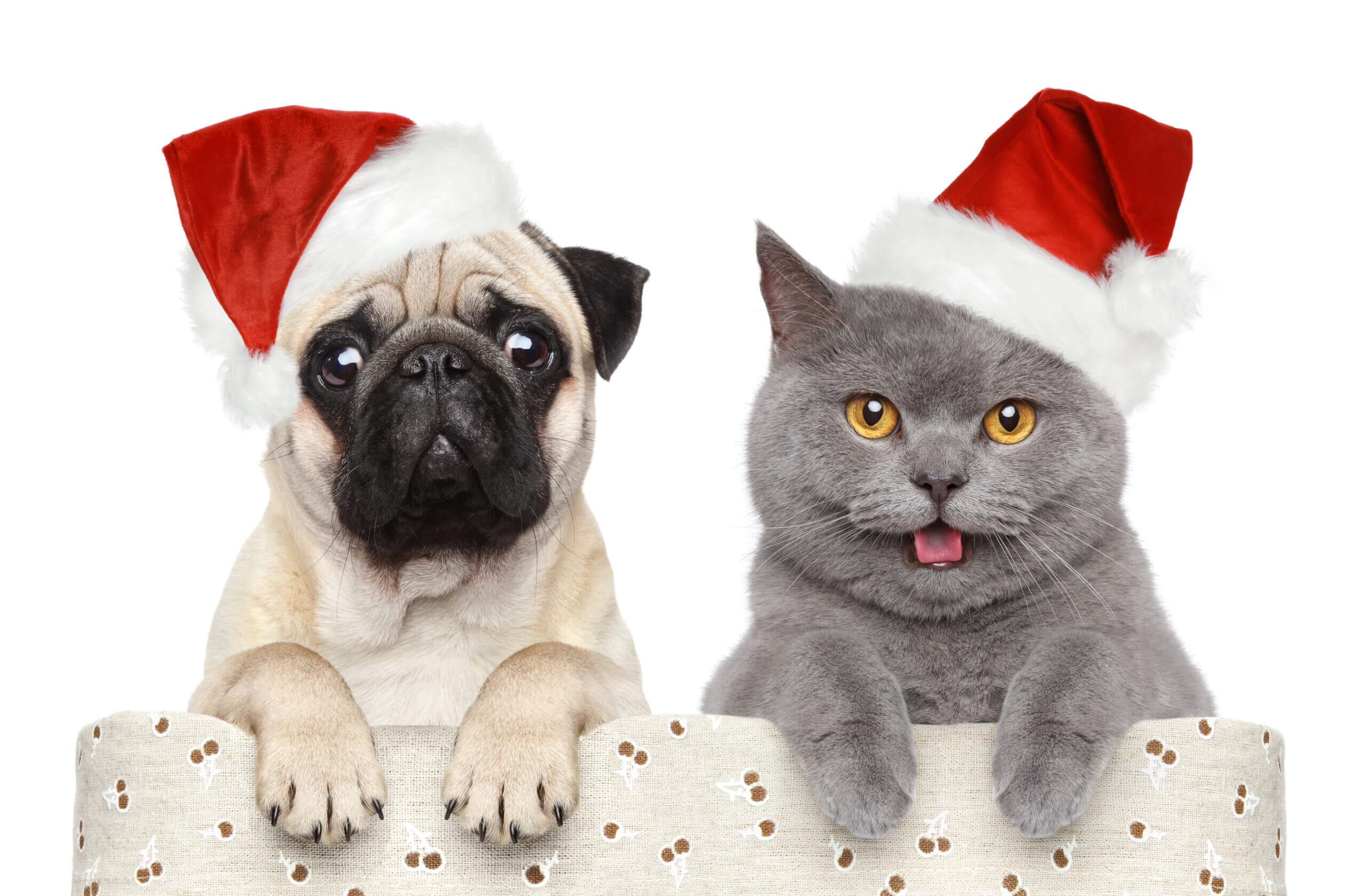 Keep your pets safe during the holidays