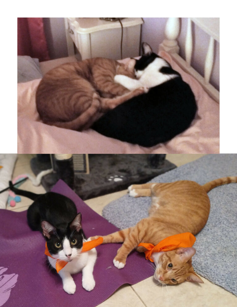 Pet of the month of December