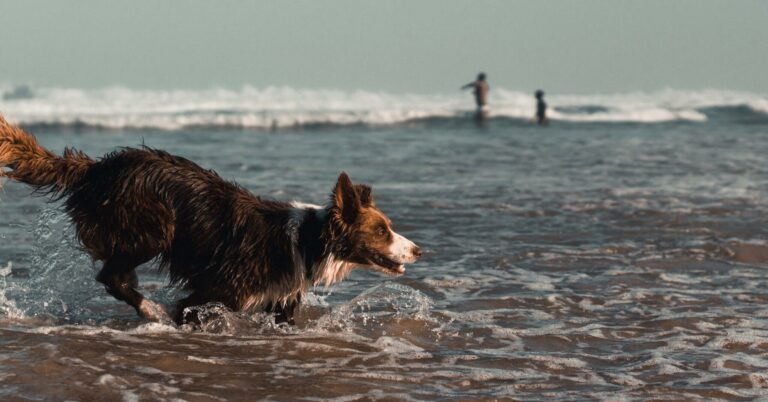 How to Keep your Dog Safe and Happy at the Beach