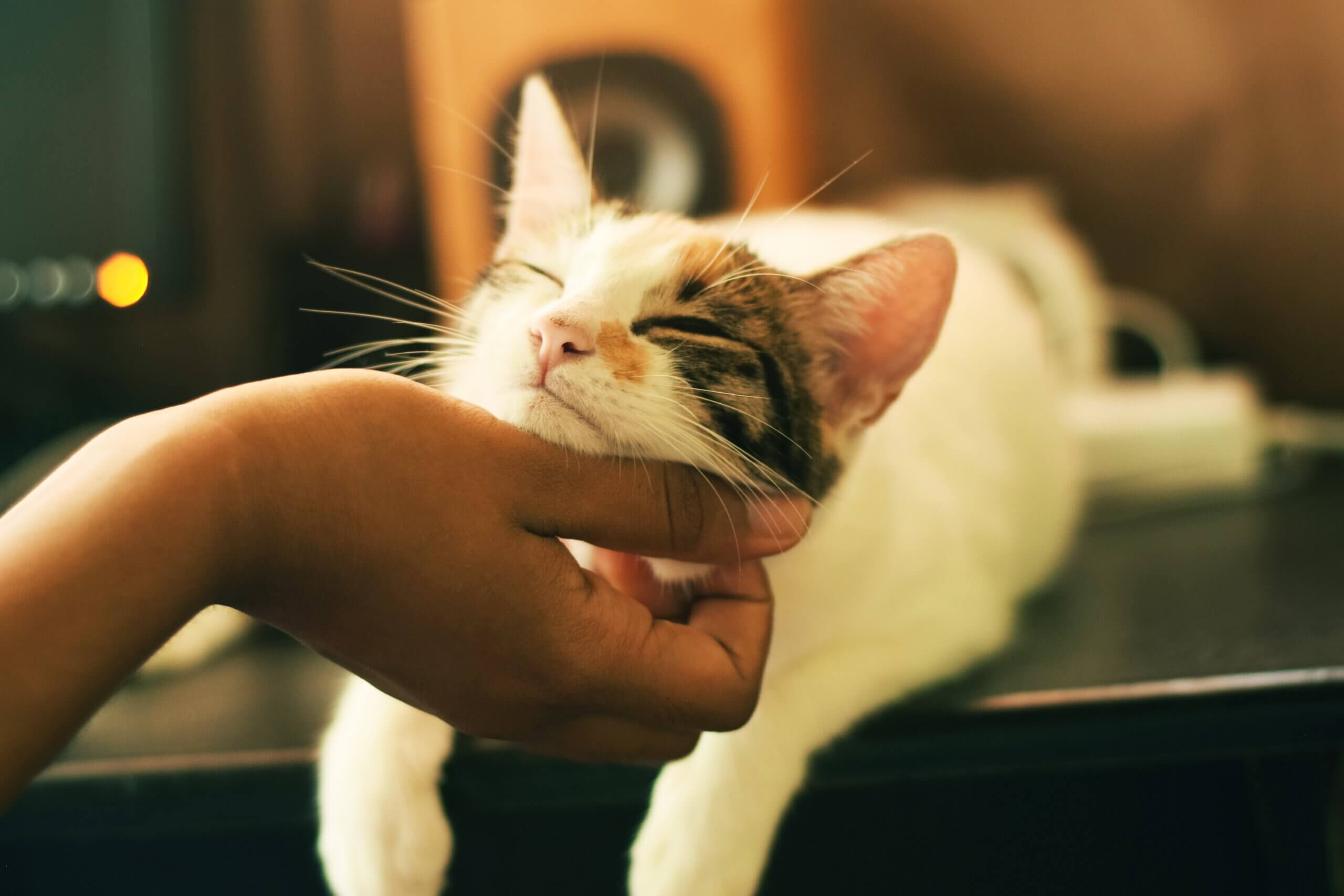 a hand reaching out and scratching a spotted cats chin