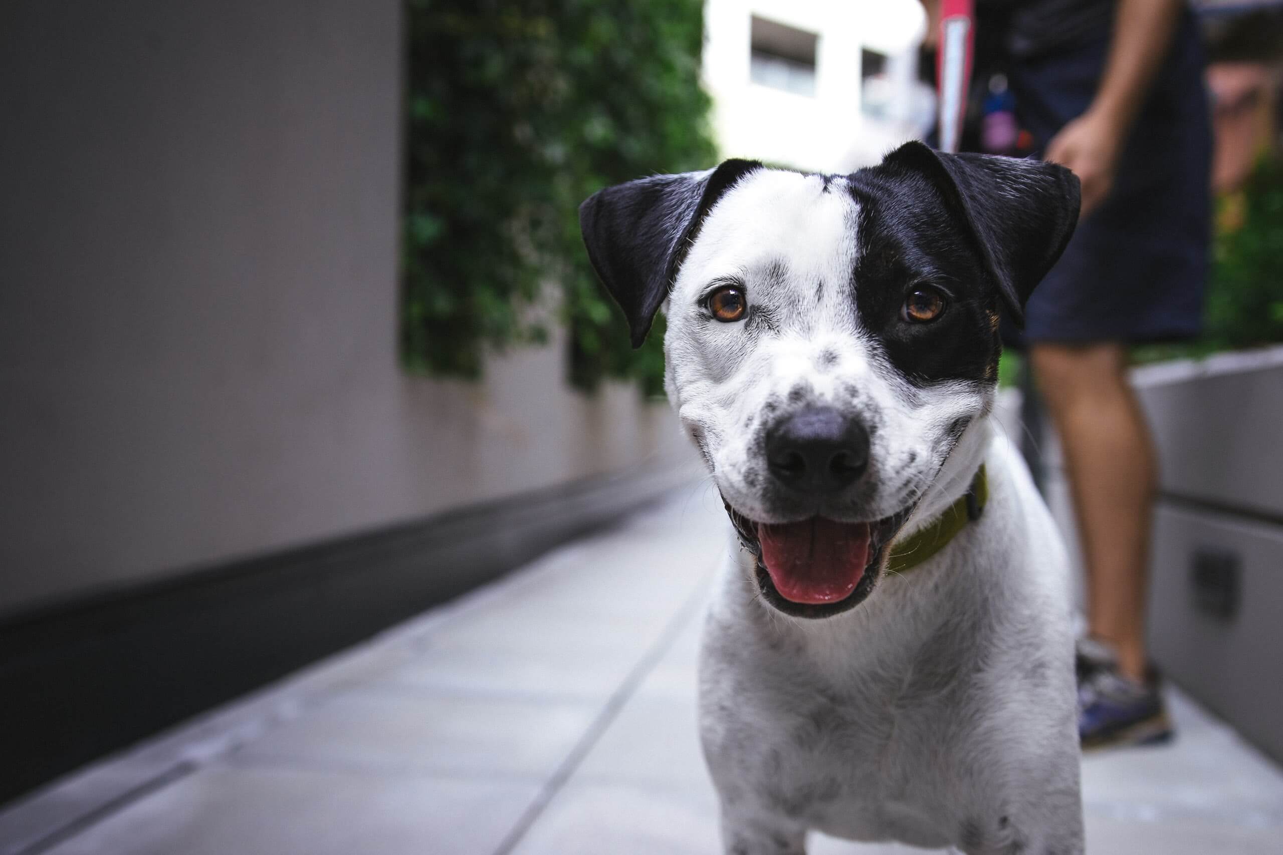 White and Black Dog Outside with Owner