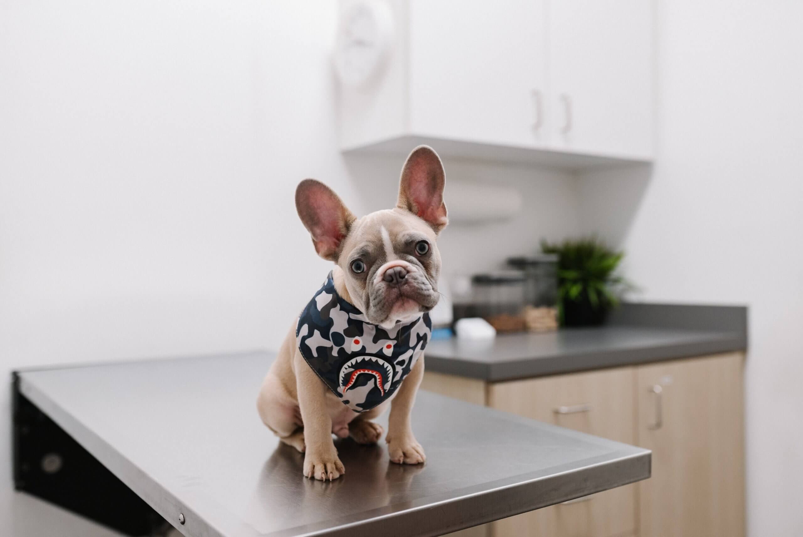Pet at Vet Clinic Getting Regular Check Up to Prevent Hidden Pain