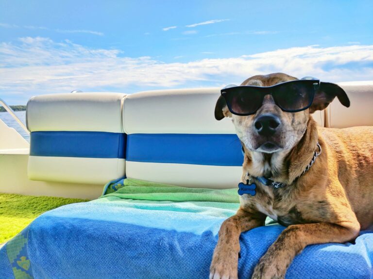 Dog Wearing Sun Glasses