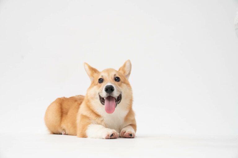 Corgi Laying down on Grey Background