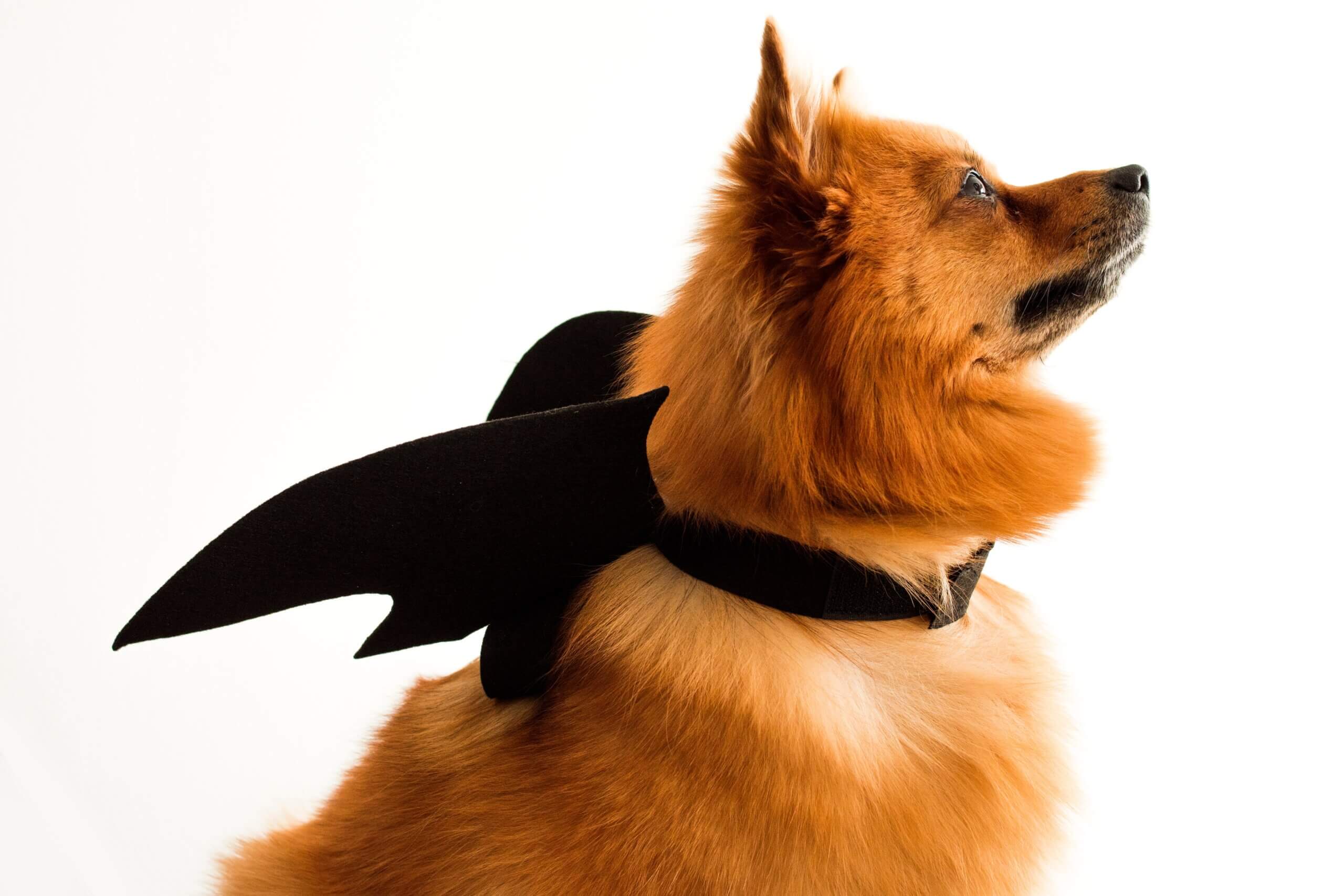 Dog in Halloween Costume