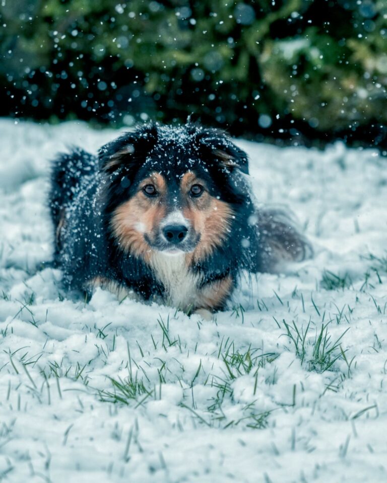 Dog Playing Outside Enjoying the Winter