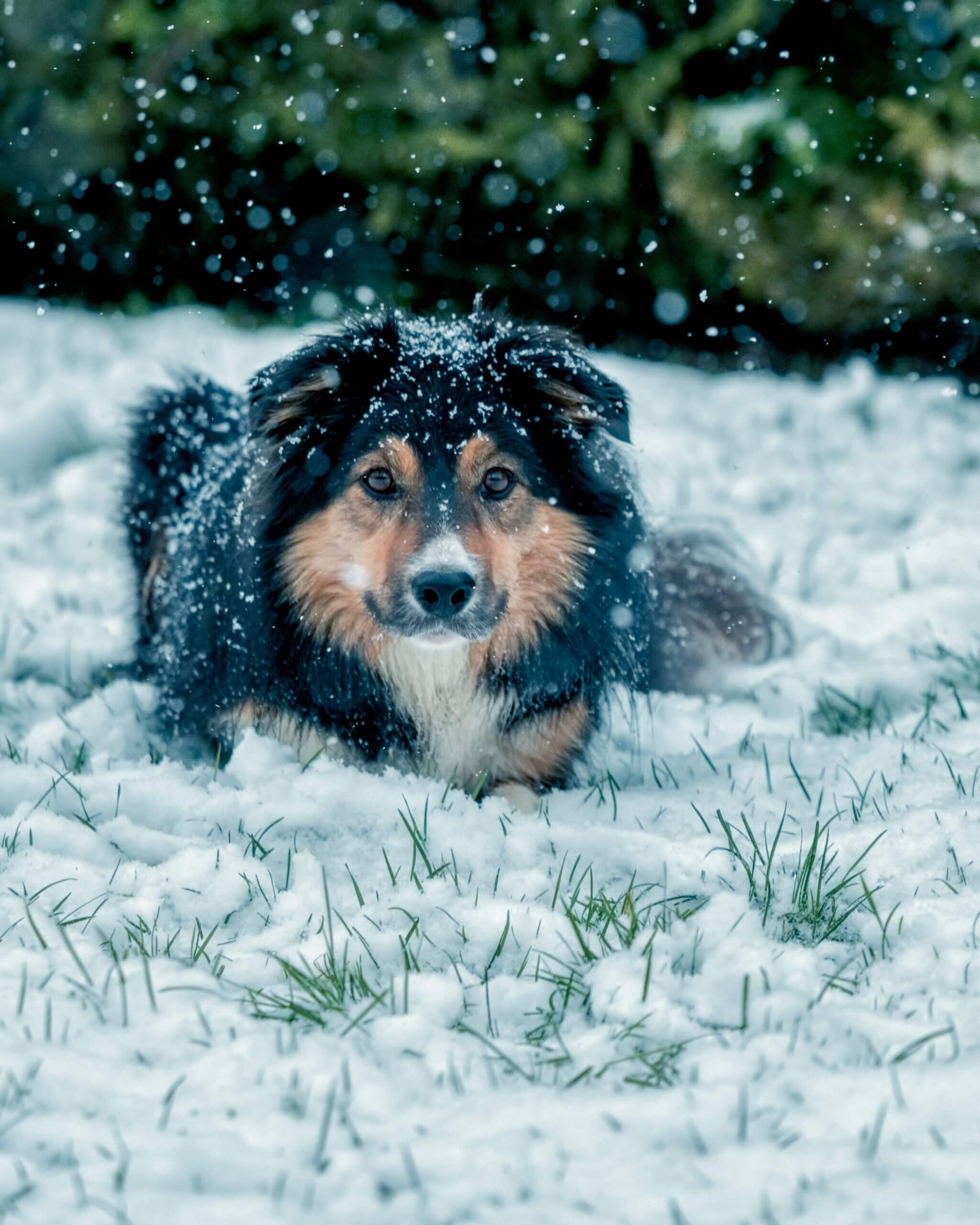 Dog Playing Outside Enjoying the Winter
