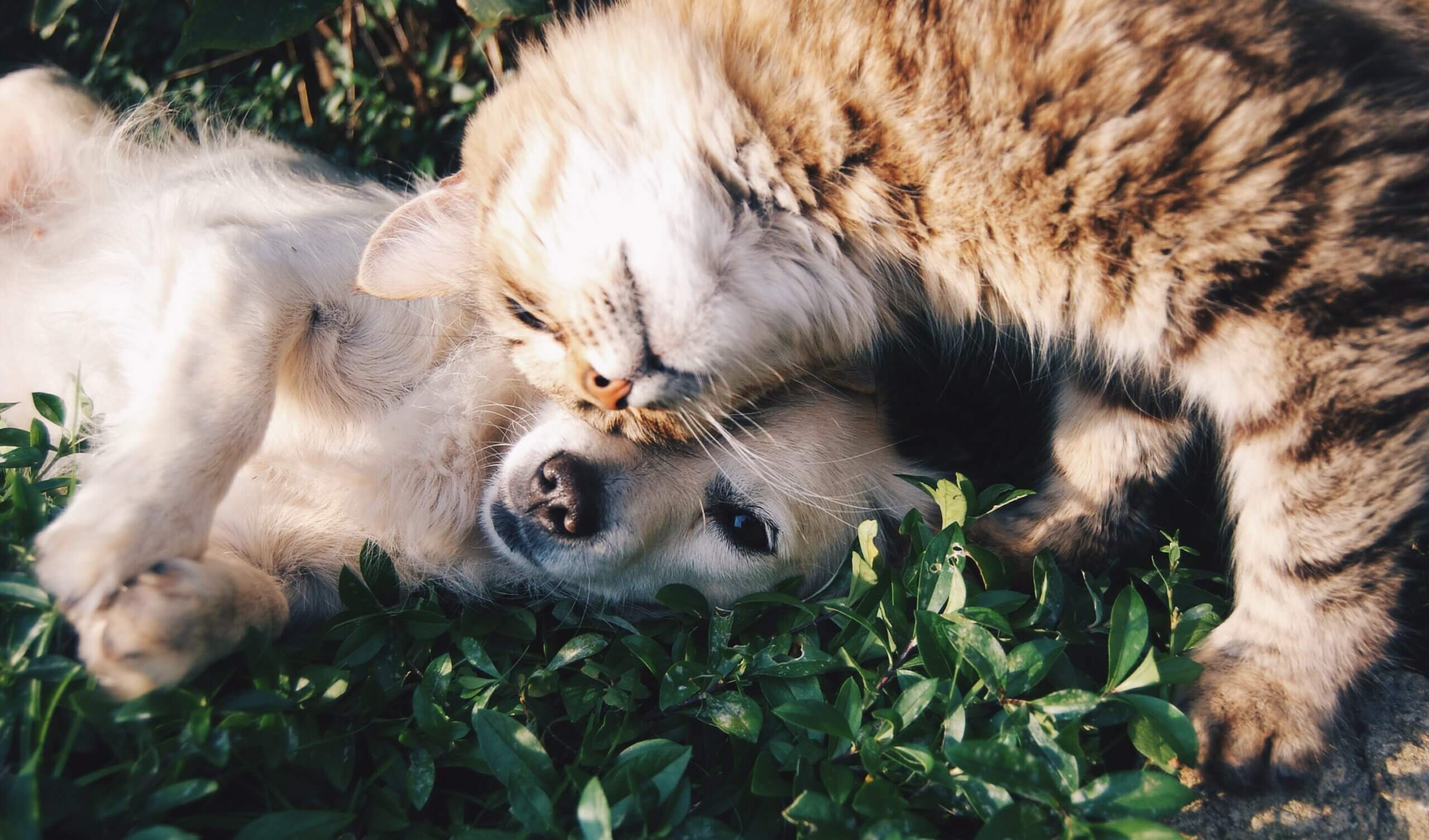 A dog and a cat playing. MVS animal clinic is the best option for your pets.