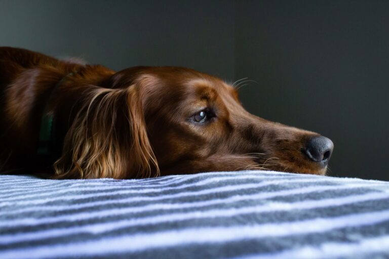 A dog is lying on the bed. MVS animal clinic is the best option in Deerfield Beach, FL, to keep your furry friends healthy.