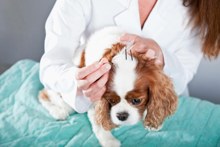 A dog is lying and having an acupuncture treatment. MVS animal clinic is the best option in Deerfield Beach, FL, to keep your furry friends healthy.