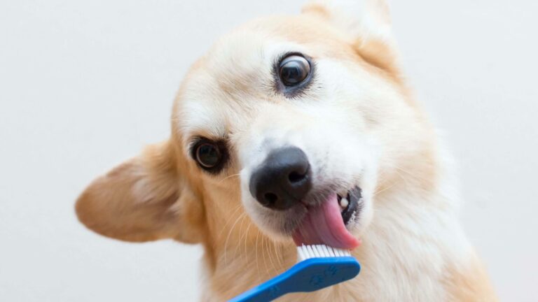 A dog with a toothbrush. MVS animal clinic is the best option in Deerfield Beach, FL, to keep your furry friends healthy.