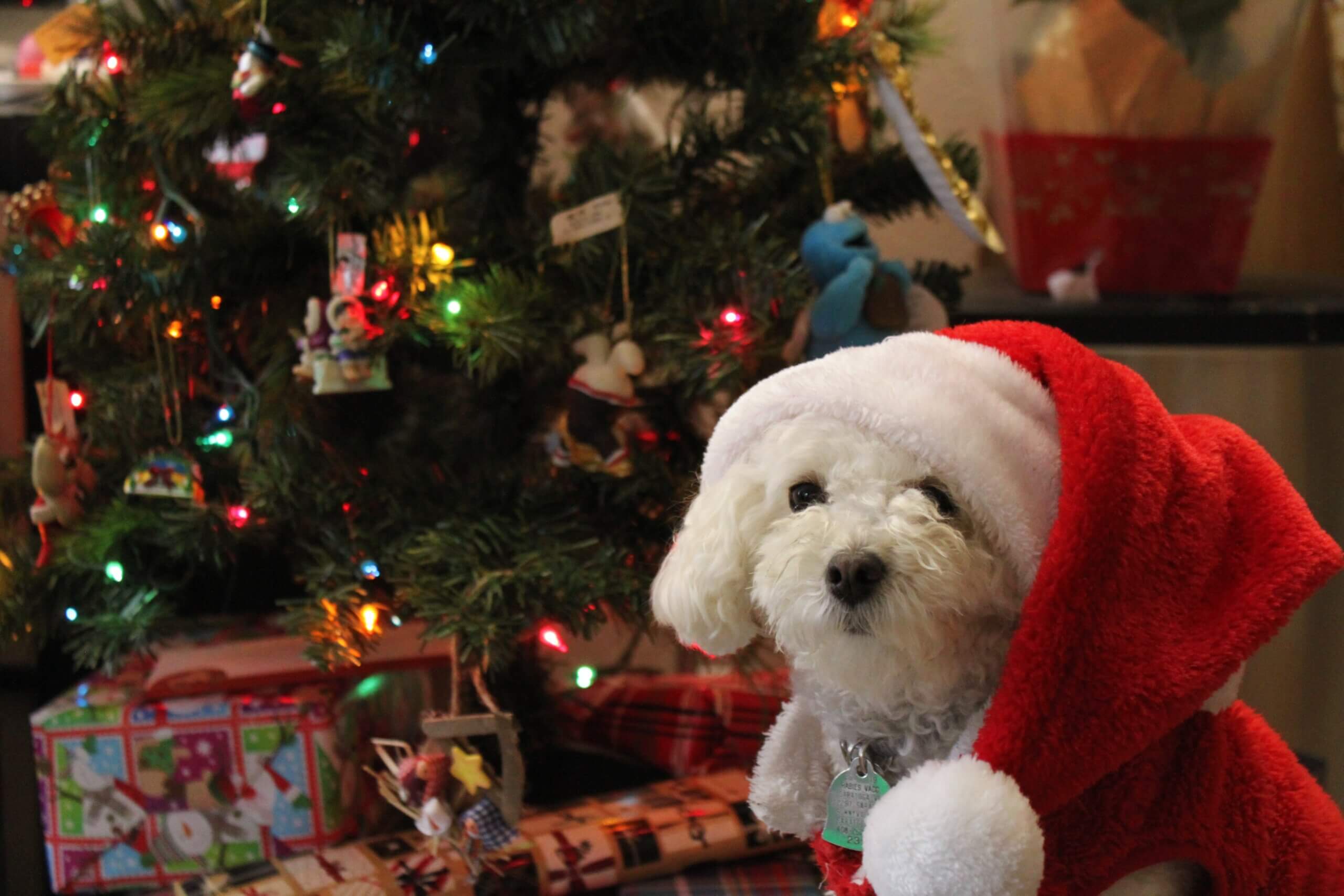 Dog next to Christmas tree. MVS animal clinic is the best option in Deerfield Beach, FL, to keep your furry friends healthy.