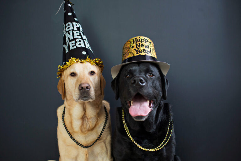 Dogs wearing New Year's hats. MVS animal clinic is the best option in Deerfield Beach, FL, to keep your furry friends healthy.
