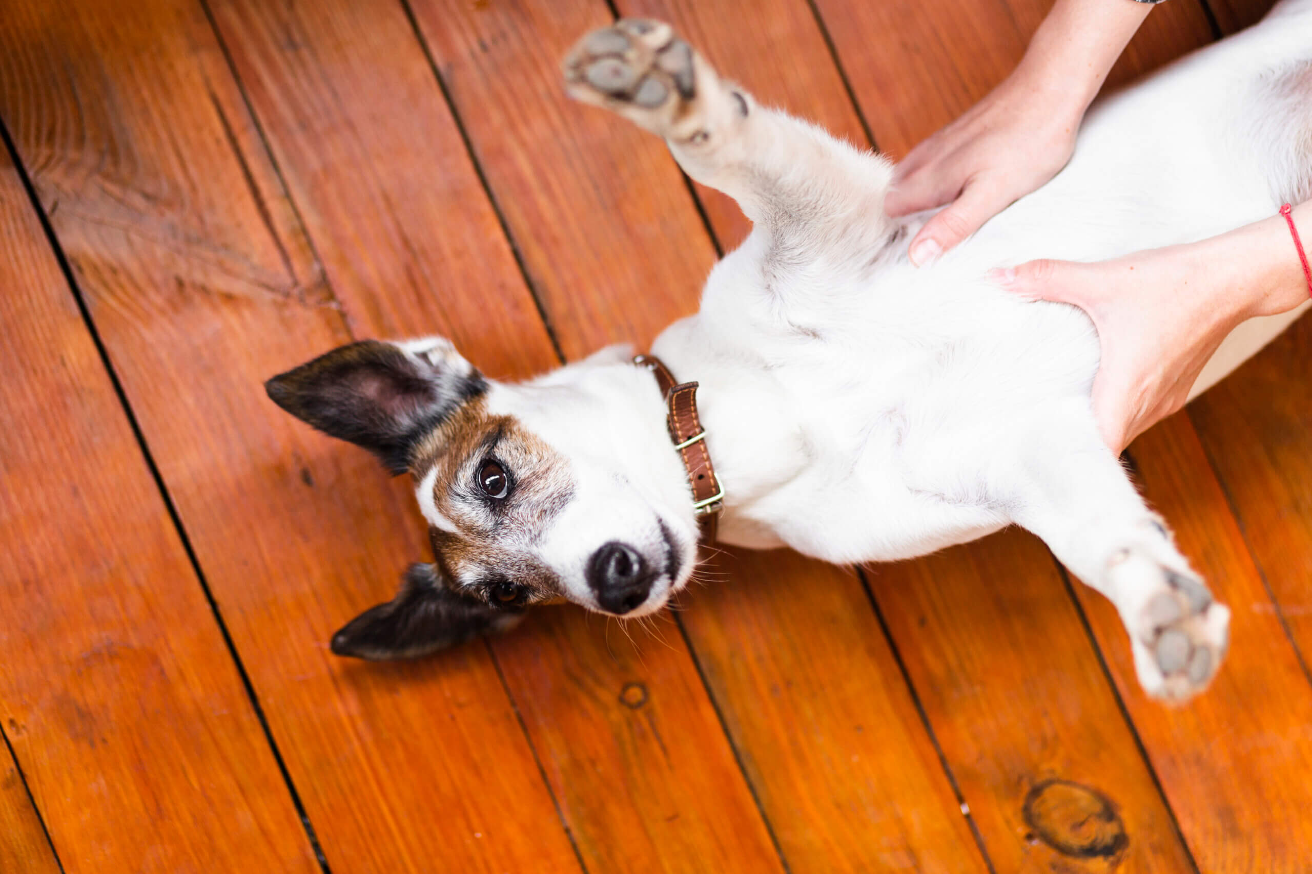 A dog is lying on the floor, and the owner is checking on it. MVS animal clinic is the best option in Deerfield Beach, FL, to keep your furry friends safe.