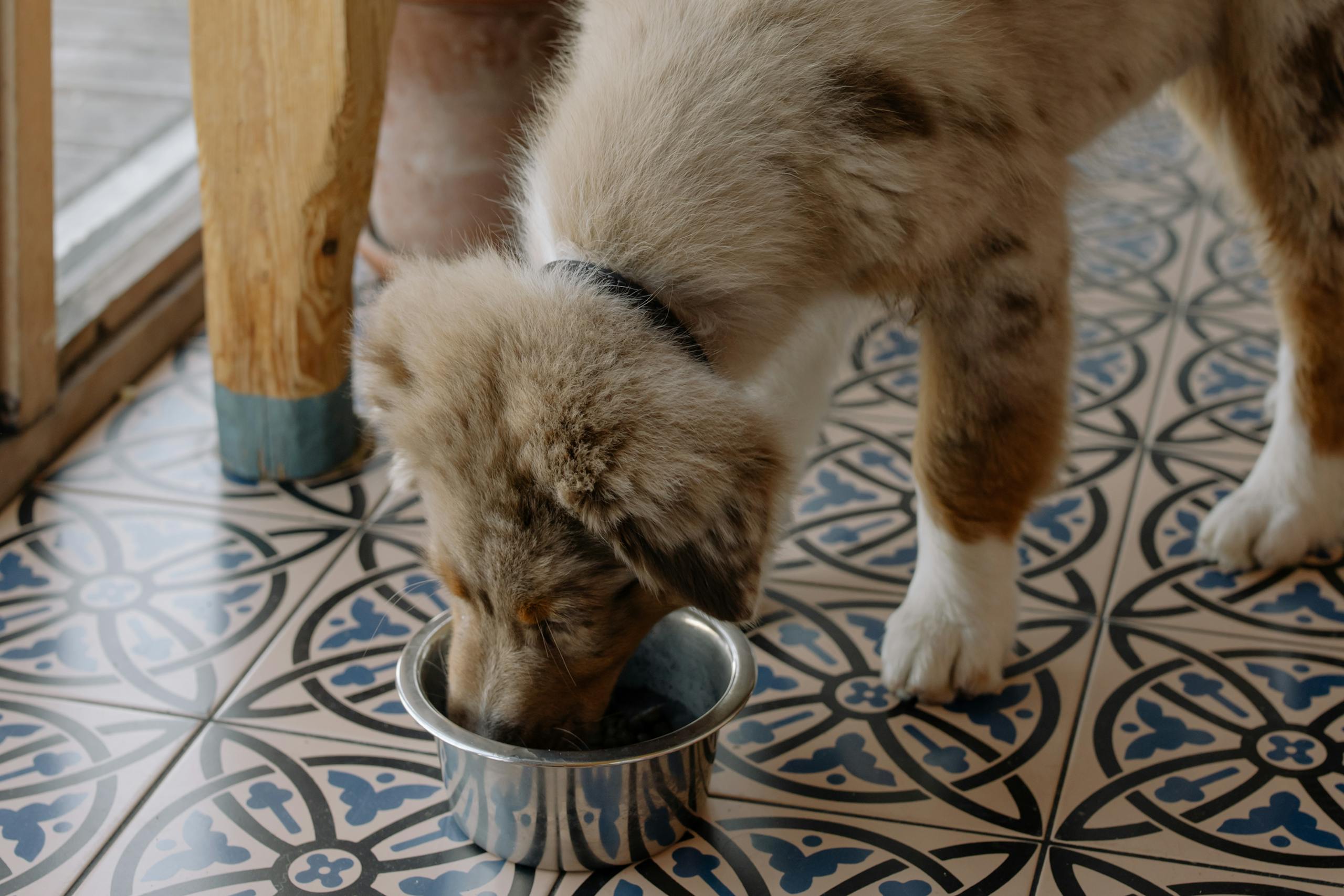 Pet Nutrition for optimal health
