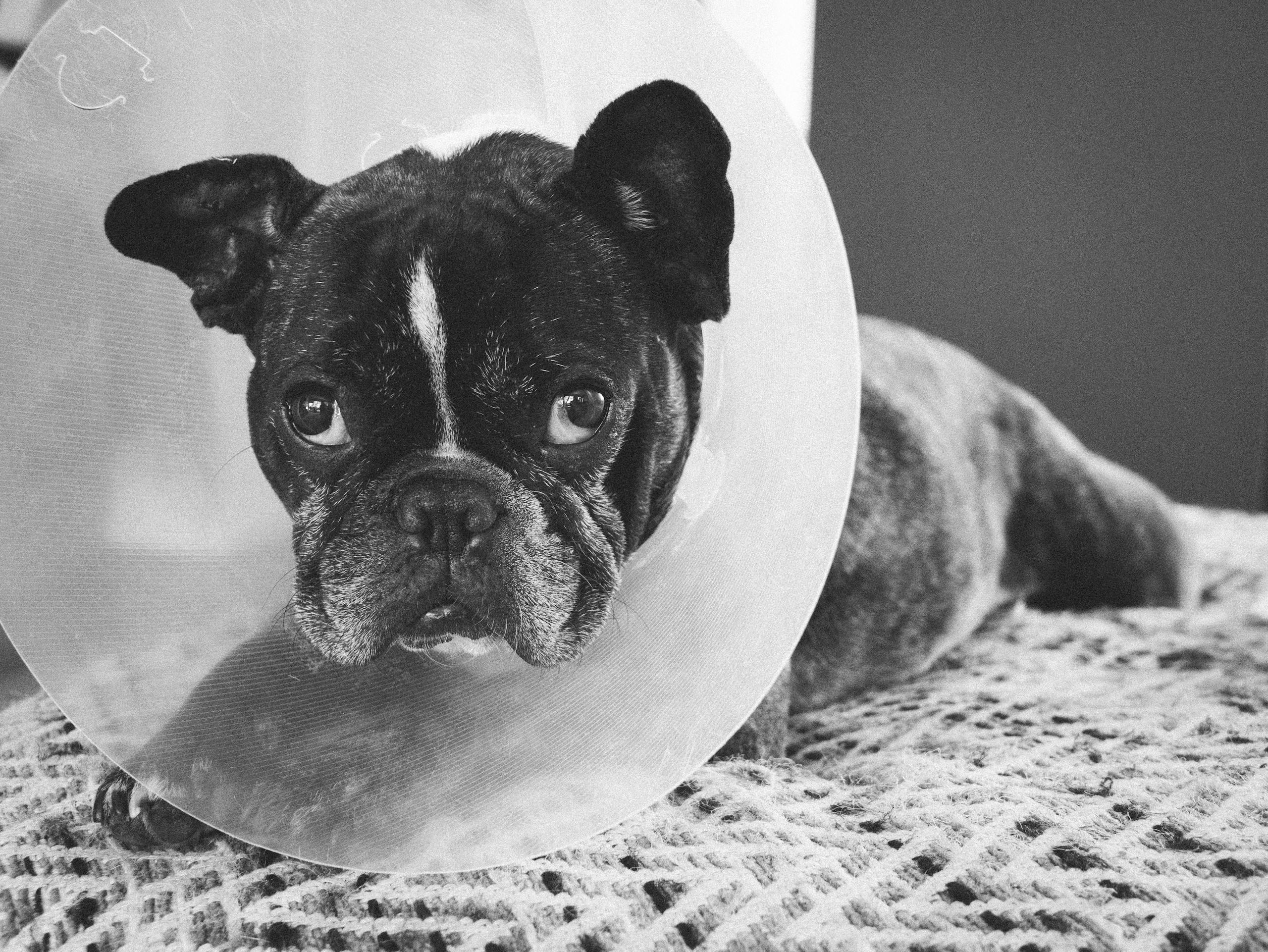 Top 5 Reasons to Spay or Neuter Your Pet