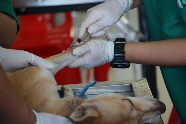 Close-up of a veterinarian injecting a dog with a vaccine