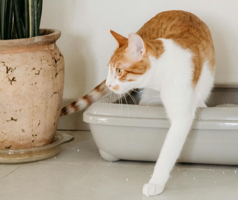 Training Your Pet to Use the Litter Box or Go Outside