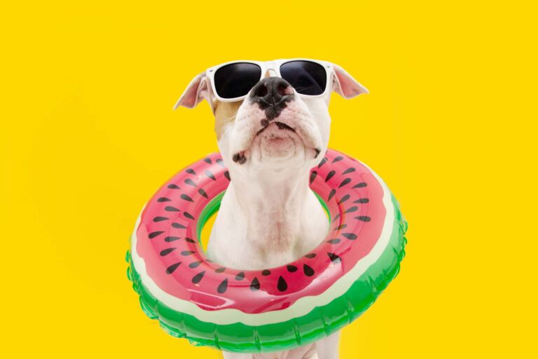 A dog is safe from the heat with these summer safety tips for pets