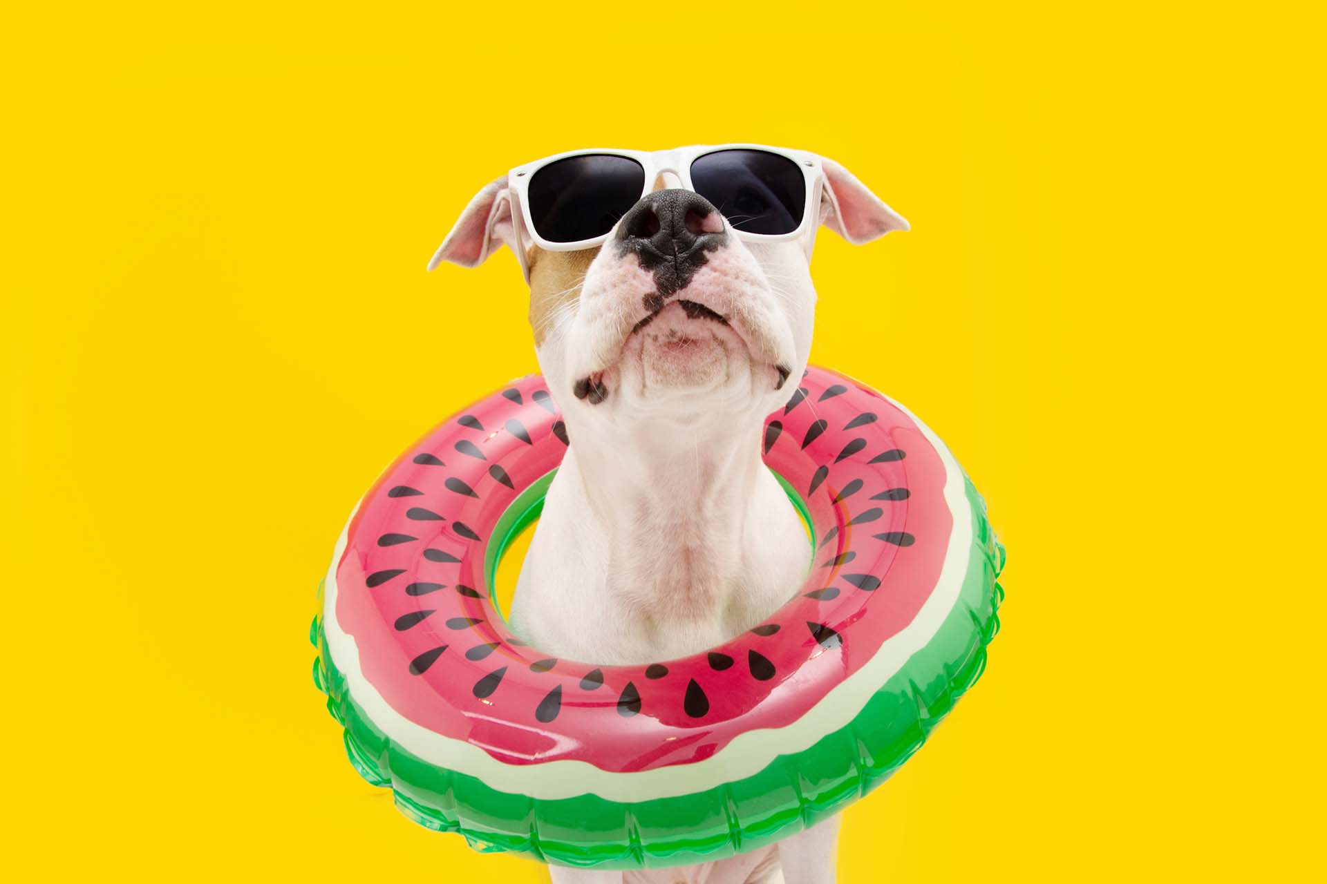A dog is safe from the heat with these summer safety tips for pets
