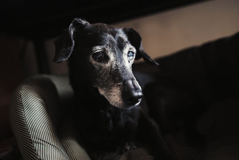 Close-up of an elderly dog resting indoors with gentle lighting highlighting its face.
