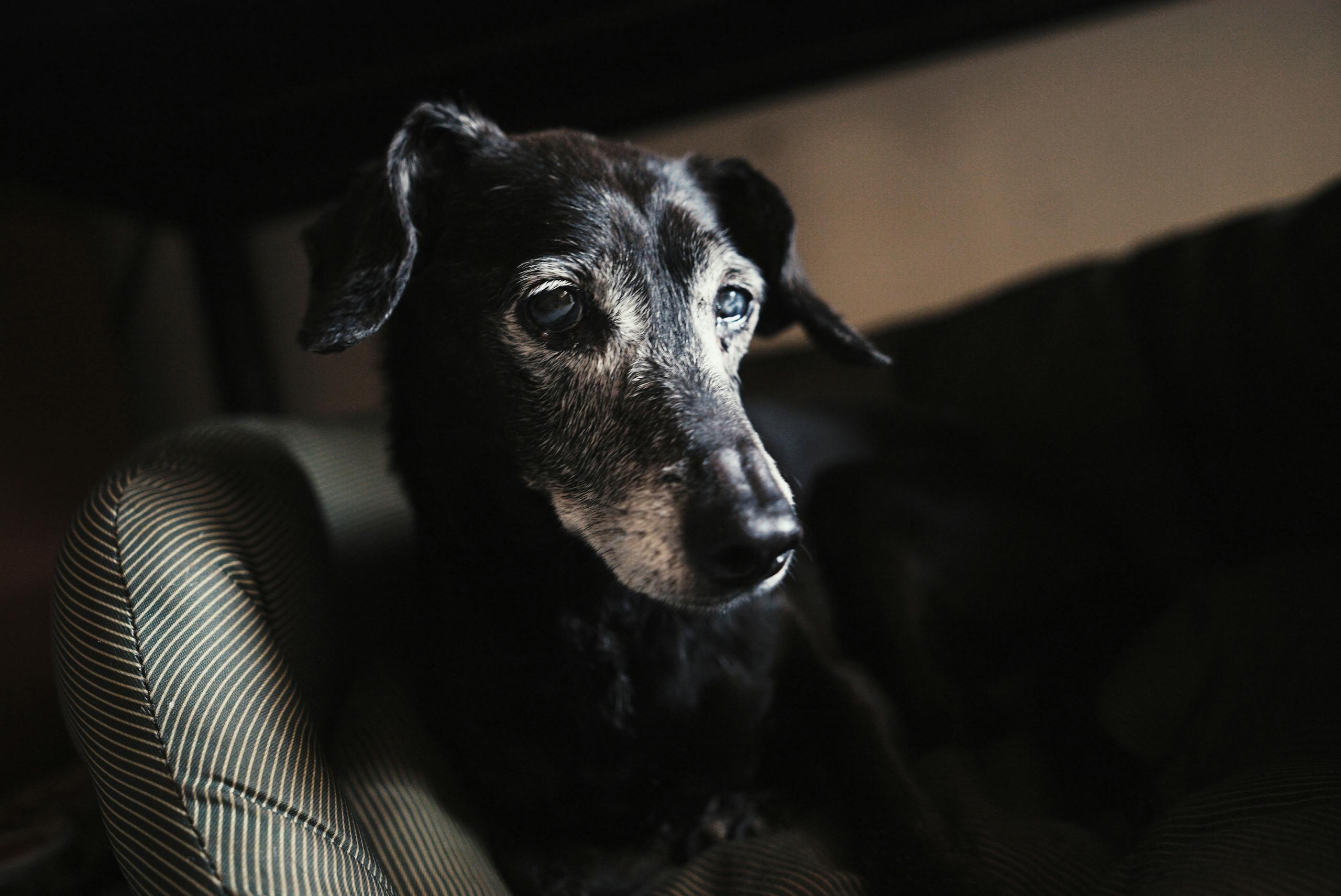 Close-up of an elderly dog resting indoors with gentle lighting highlighting its face.