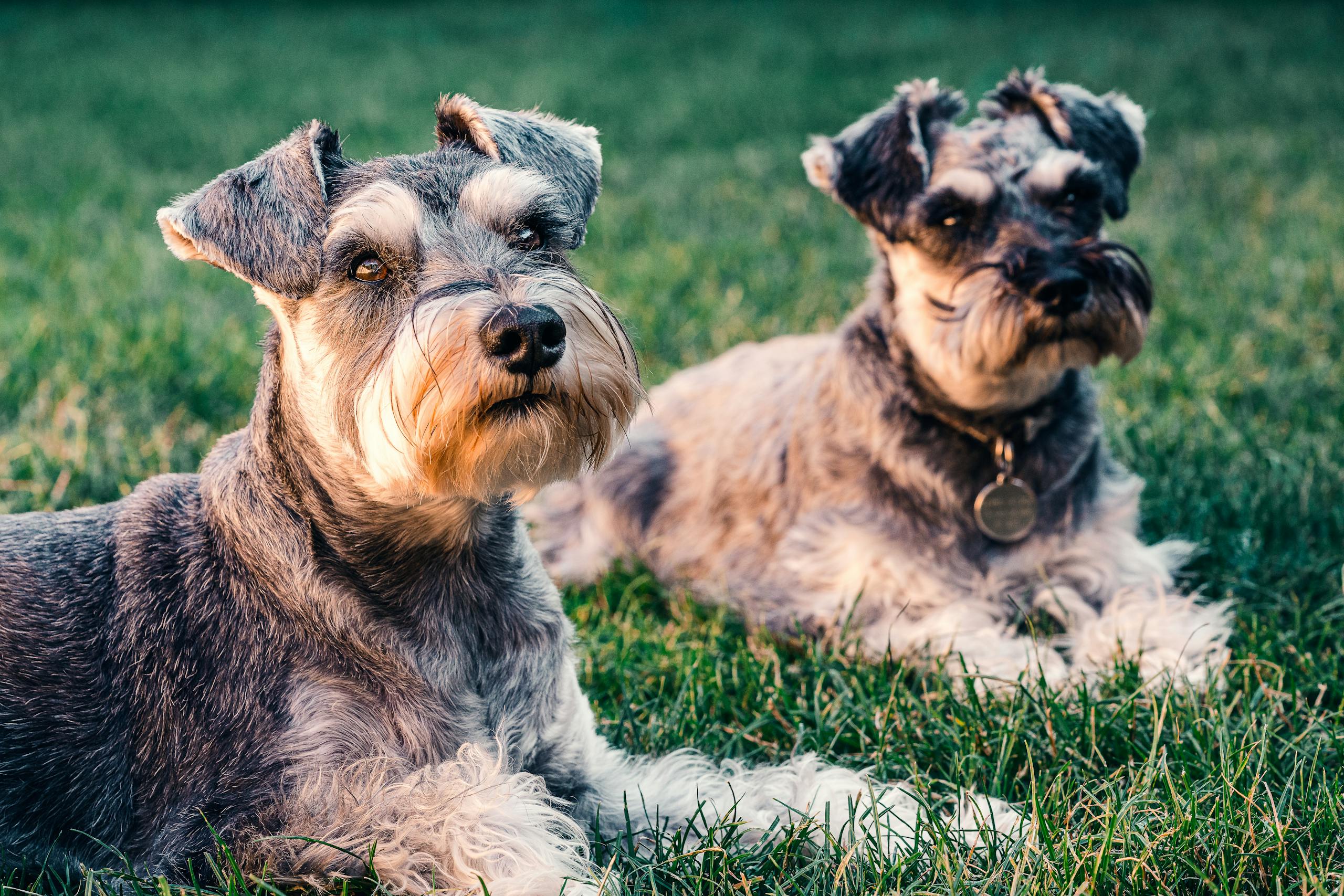 Two adorable Schnauzer dogs resting on grass in Deerfield Beach, showcasing their distinctive features.