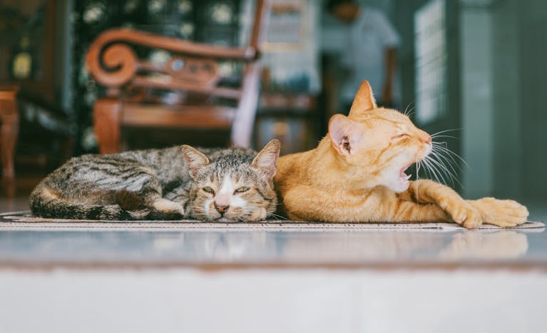 Two domestic cats resting indoors, one yawning while lying on a patterned rug.