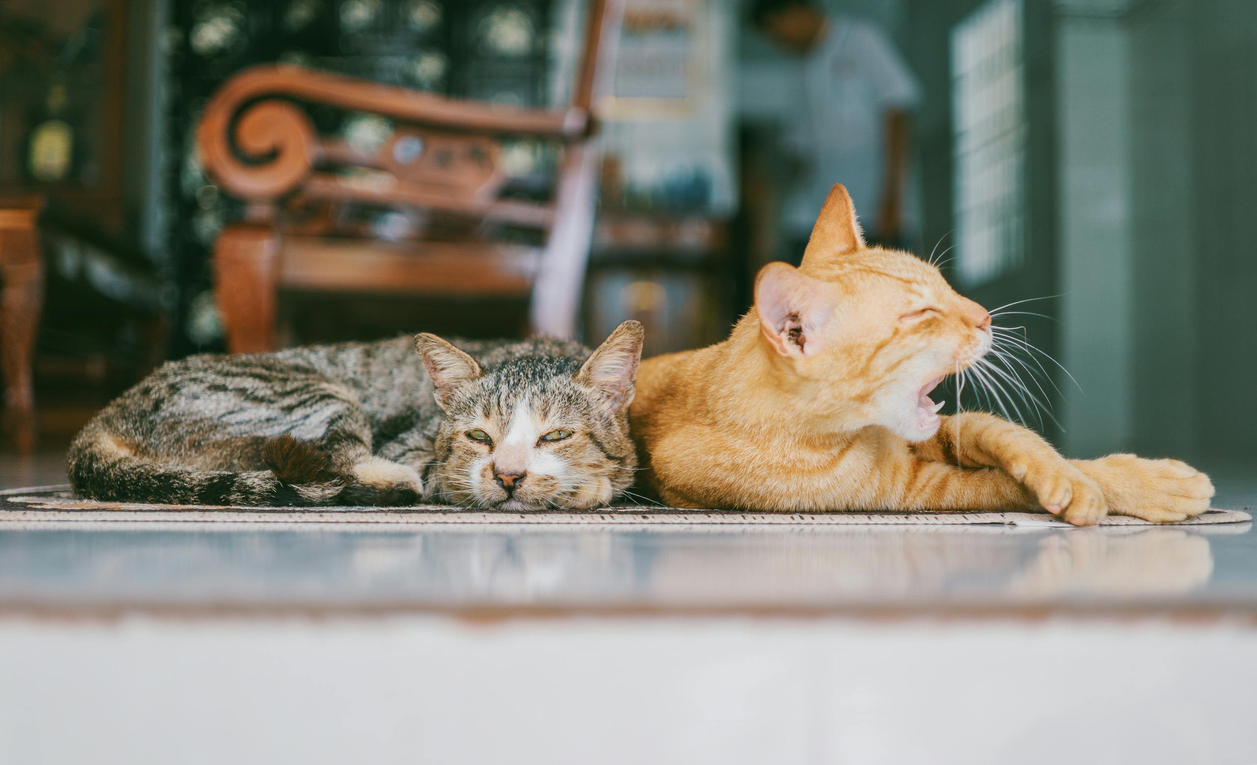 Two domestic cats resting indoors, one yawning while lying on a patterned rug.