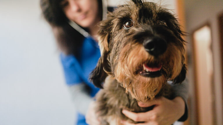 Preventive Veterinary Care: examining a dog