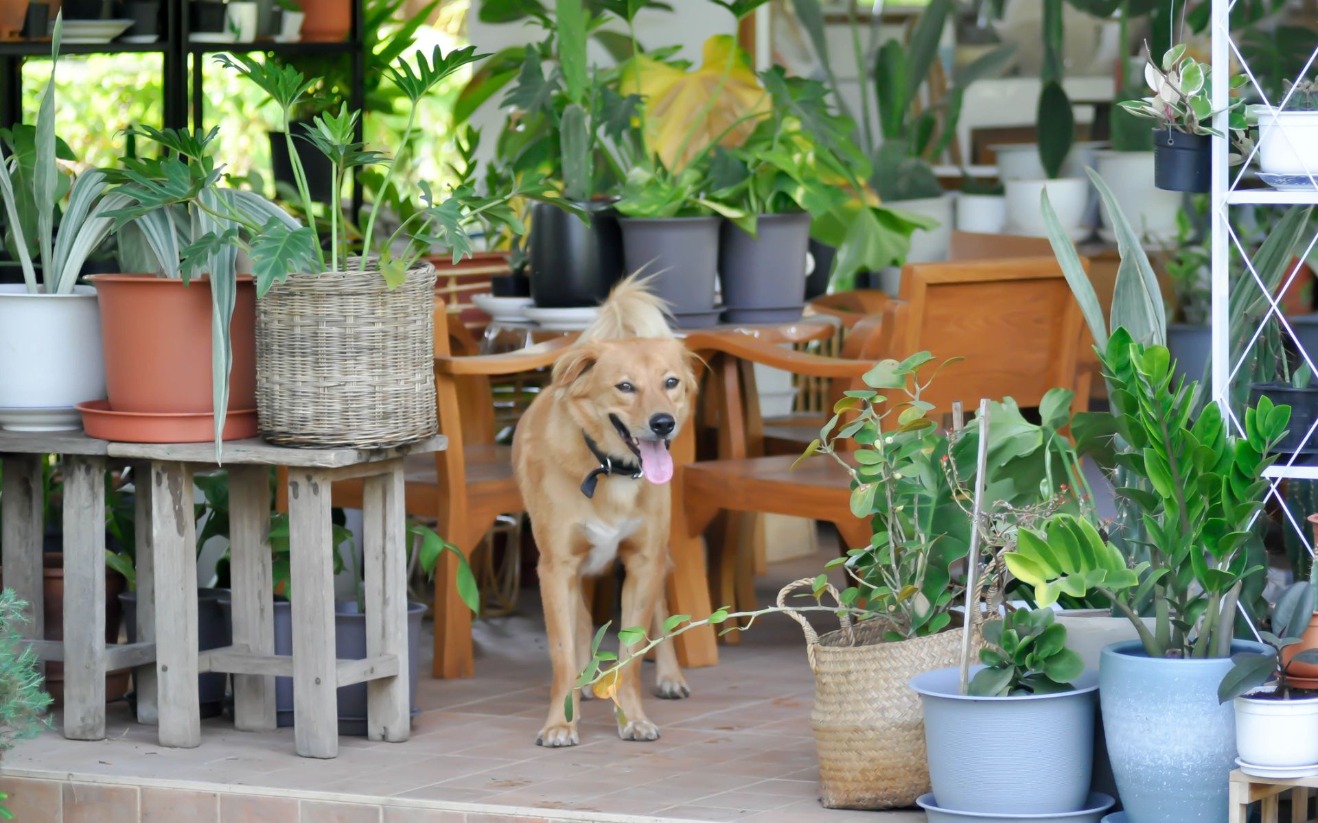 Dog standing on a patio full of lush houseplants. What plants are poisonous to dogs?