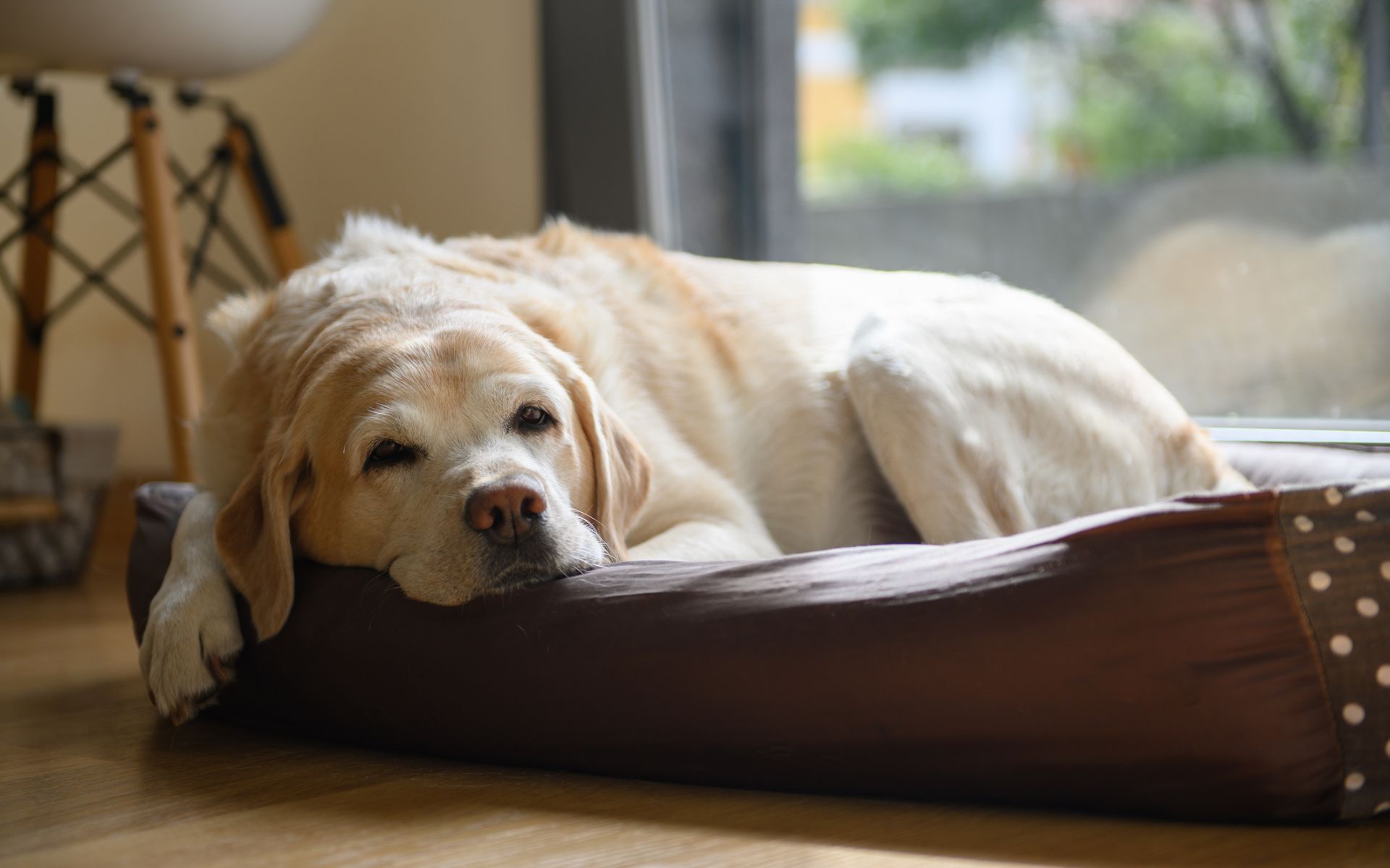 chronic pain in pets can be managed with acupuncture