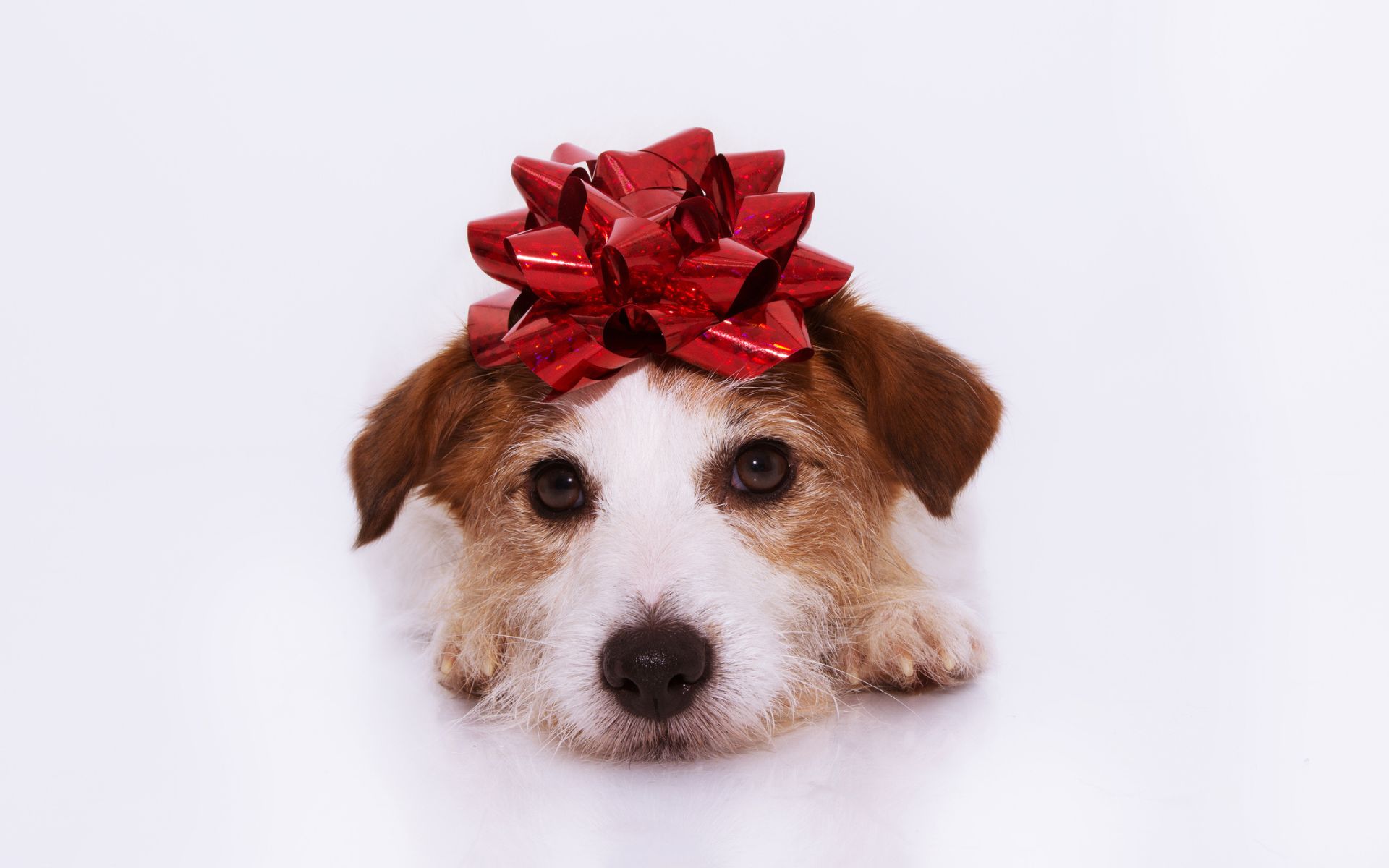 Holiday pet safety: Dog sits with holiday bow on his head.