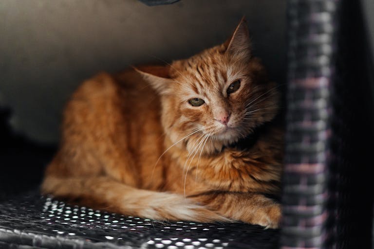 Close-up of a ginger cat lounging in a woven basket, showcasing its soft fur and relaxed demeanor while waiting for mobile veterinary care.