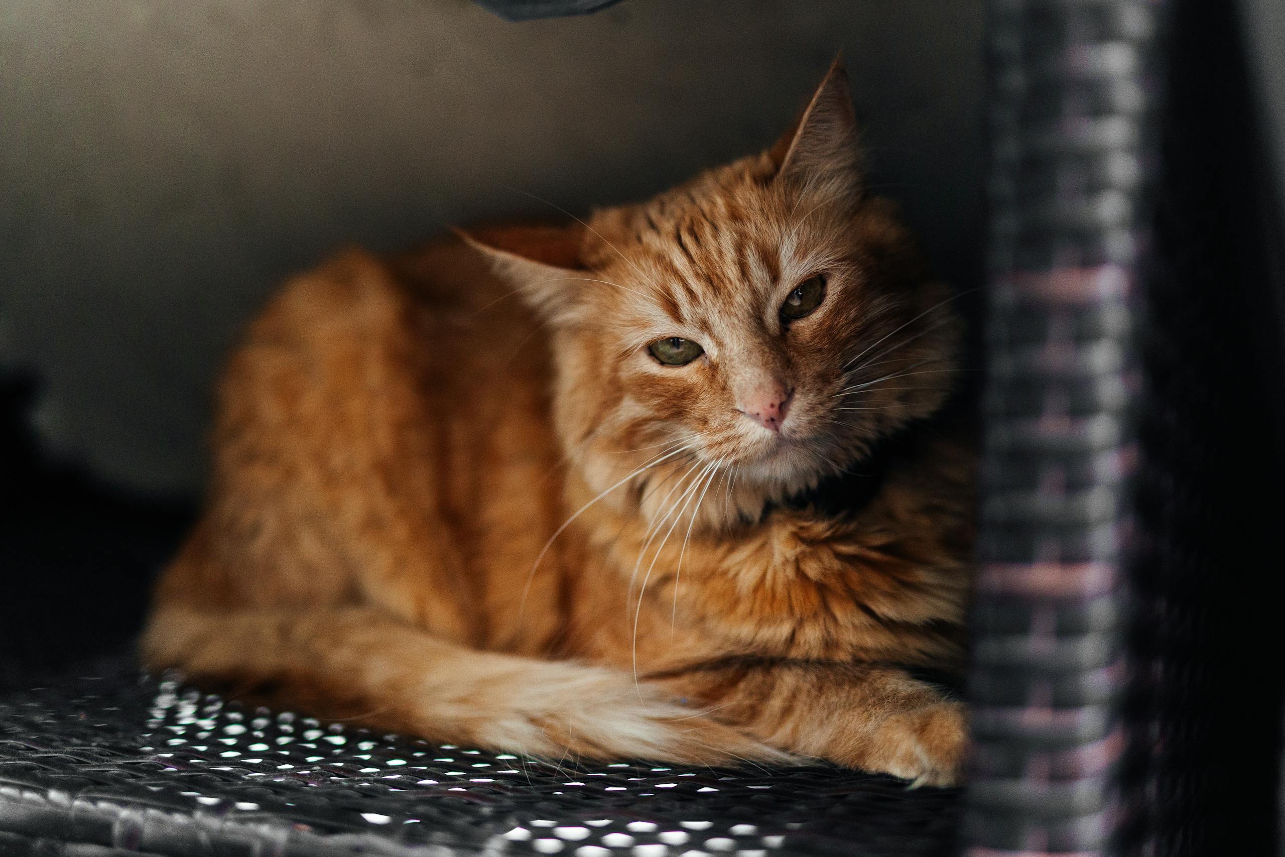 Close-up of a ginger cat lounging in a woven basket, showcasing its soft fur and relaxed demeanor while waiting for mobile veterinary care.