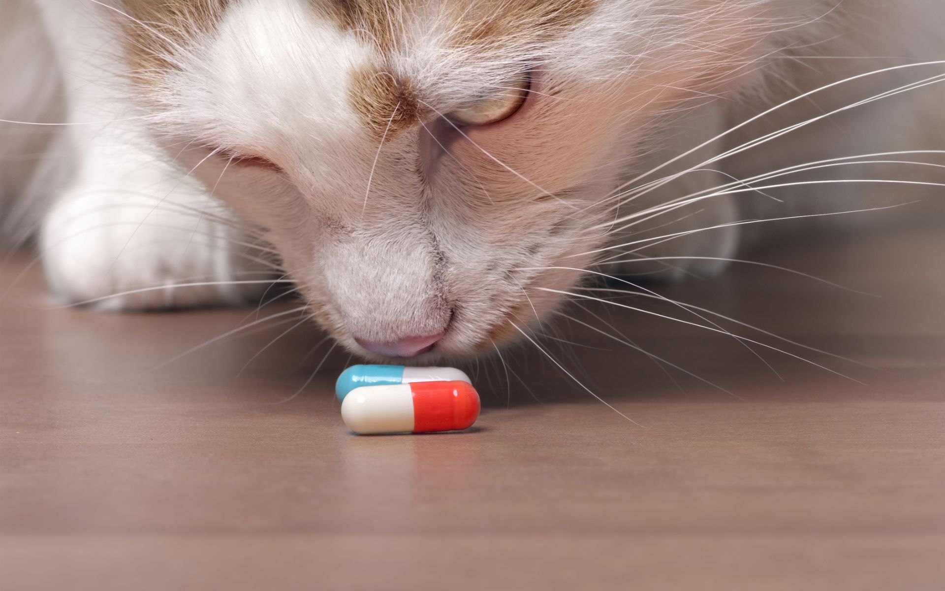 Pet Poison Prevention is essential. Cat sniffing pills on the floor.