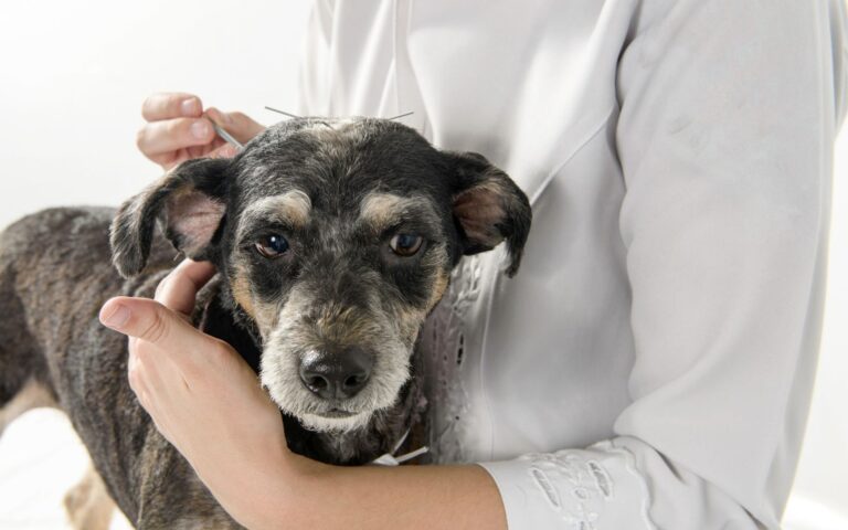 pain management for pets through acupuncture.