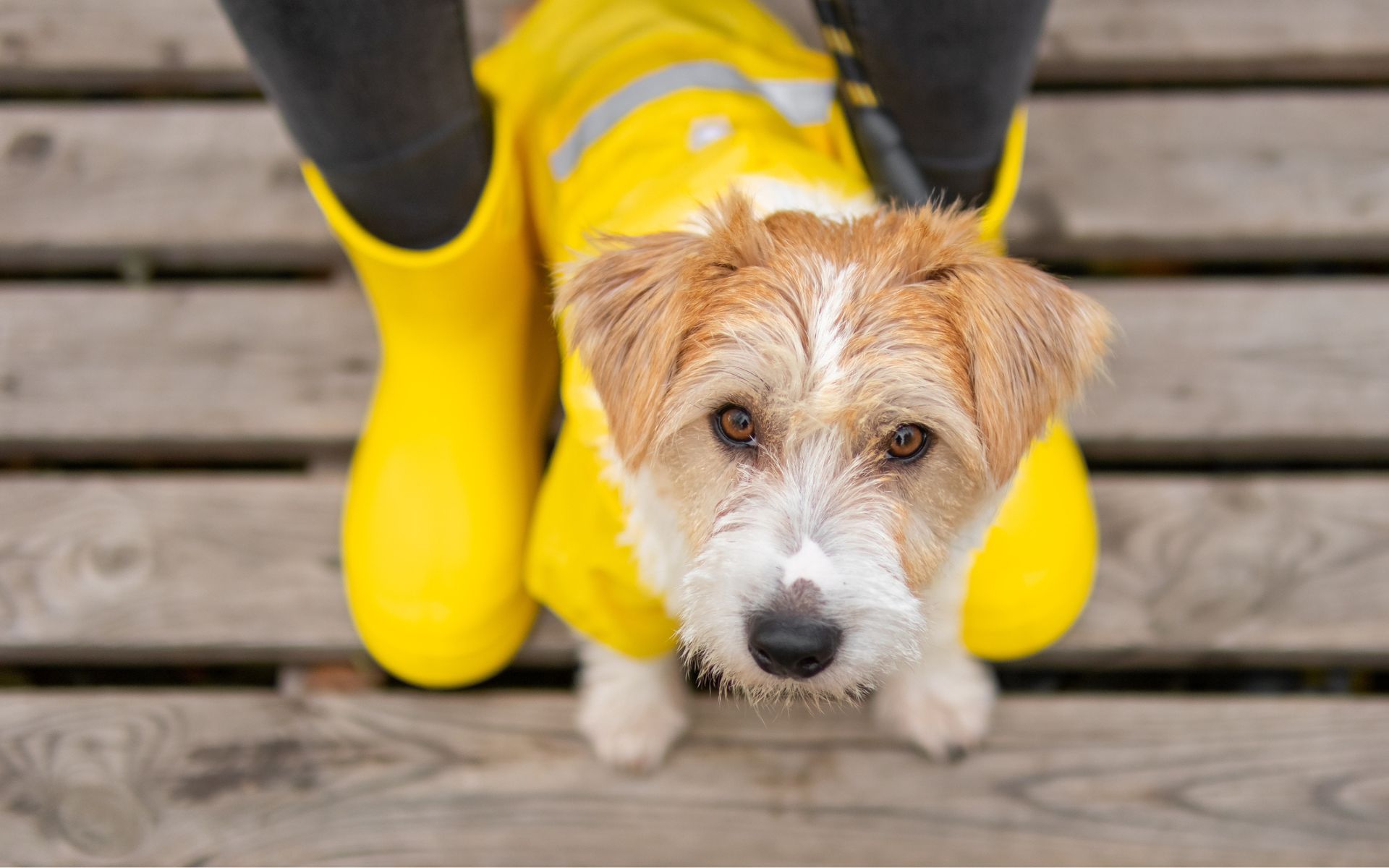 A dog sitting on a pier in a yellow raincoat. Storm season pet safety tips.